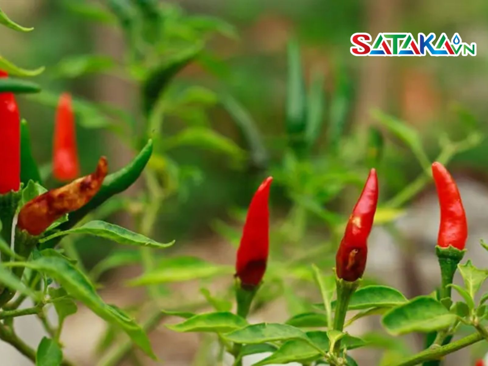 Pepper Anthracnose Disease