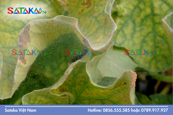 Nhện đỏ – "Siêu dịch hại" không chỉ vì sức ăn