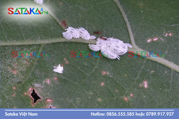 Tại sao cần đặc biệt lưu tâm đến việc diệt trứng rệp sáp sau thu hoạch?