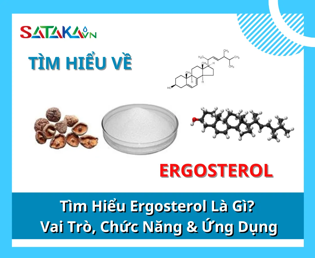 Tìm Hiểu Ergosterol Là Gì? Vai Trò, Chức Năng & Ứng Dụng