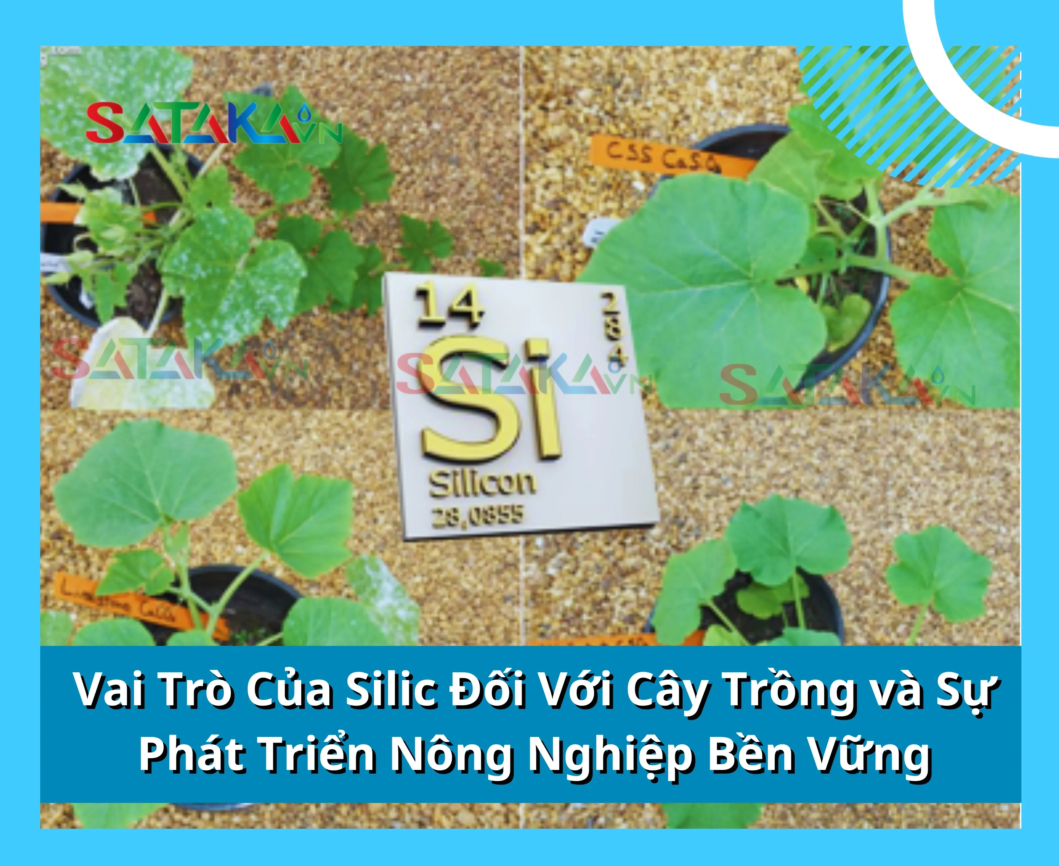 Vai Trò Của Silic Đối Với Cây Trồng và Sự Phát Triển Nông Nghiệp Bền Vững