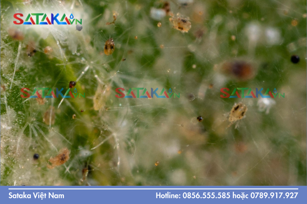 Yếu tố sinh học "đẩy nhanh" quá trình kháng thuốc