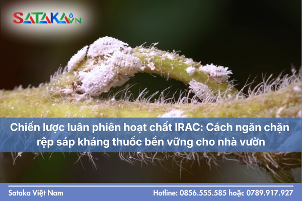 Chiến lược luân phiên hoạt chất IRAC: Cách ngăn chặn rệp sáp kháng thuốc bền vững cho nhà vườn