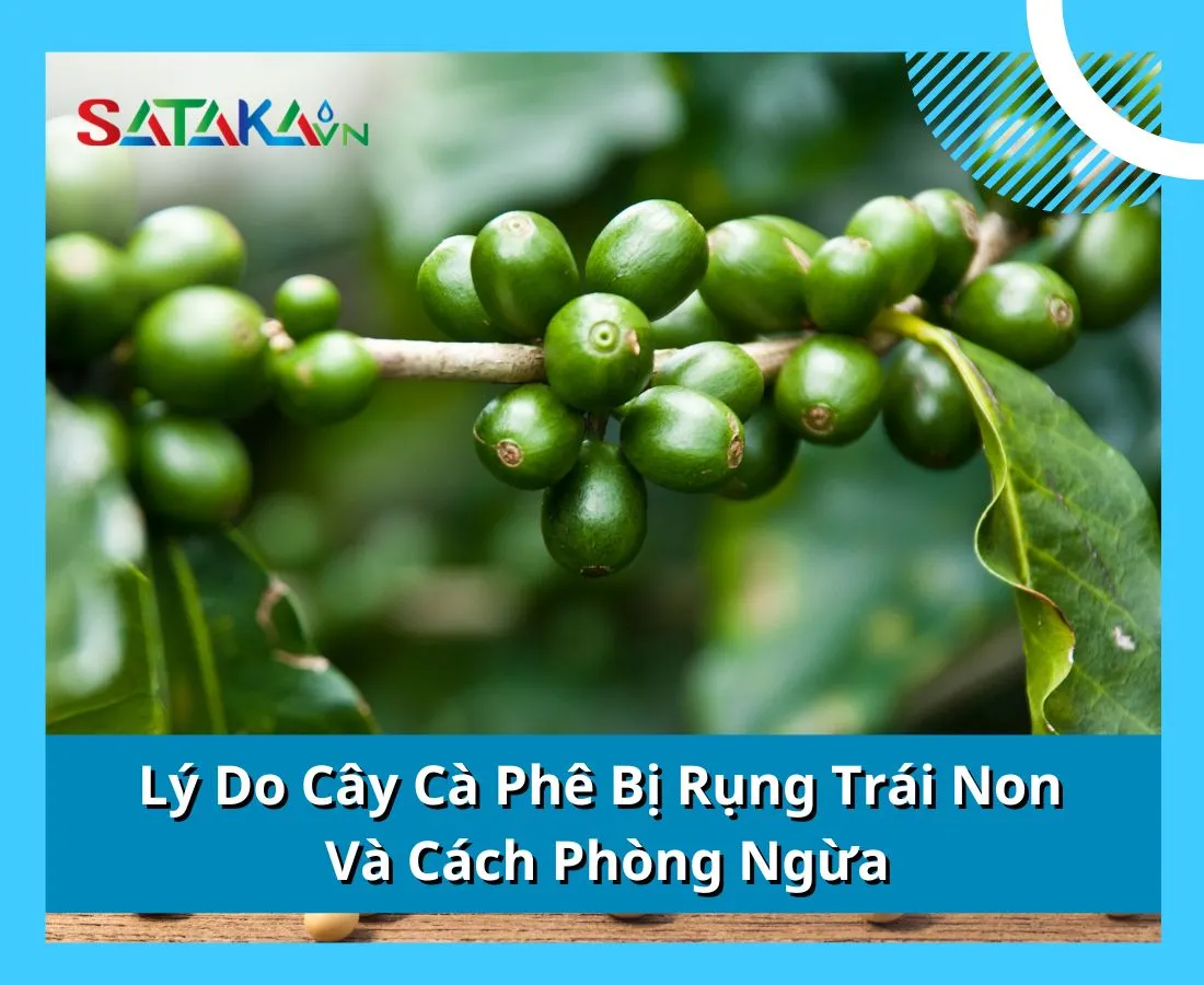 Lý Do Cây Cà Phê Bị Rụng Trái Non Và Cách Phòng Ngừa