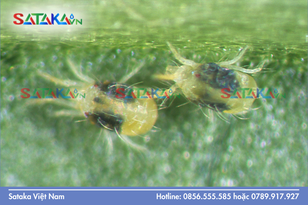  Chiến lược chọn thuốc trị nhện đỏ "đúng người đúng thời điểm"