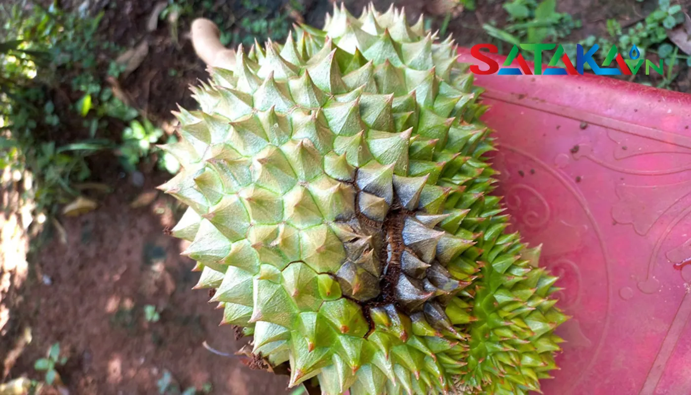 ជំងឺដើមទុរេន