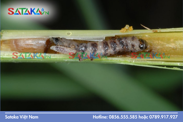 Bản chất "Tiền độc tố" (Pro-insecticide) độc đáo