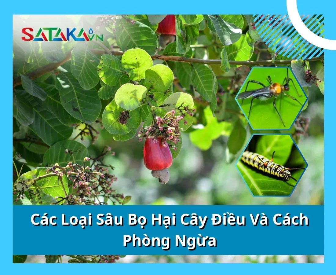 Các Loại Sâu Bọ Hại Cây Điều Và Cách Phòng Ngừa 