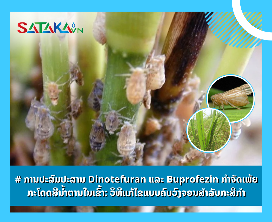 # ການປະສົມປະສານ Dinotefuran ແລະ Buprofezin ກຳຈັດເພ້ຍກະໂດດສີນ້ຳຕານໃນເຂົ້າ: ວິທີແກ້ໄຂແບບຄົບວົງຈອນສຳລັບກະສິກຳ
