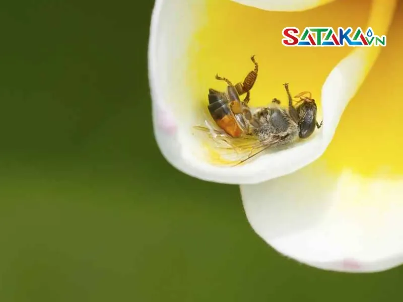 Neonicotinoids គឺជាអ្វី?