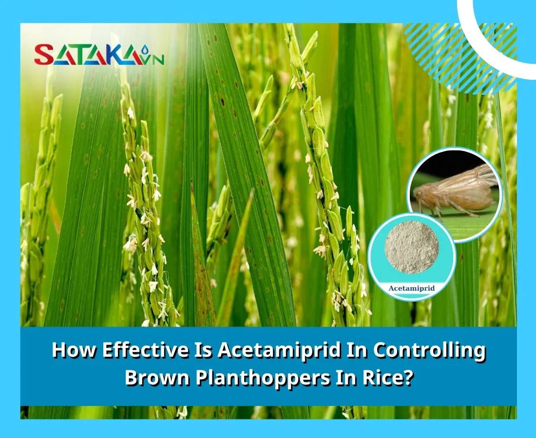 How Effective Is Acetamiprid In Controlling Brown Planthoppers In Rice?