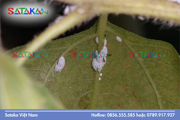 Sataka – Năng lực cung ứng hoạt chất quản lý đồng thời kiến và rệp sáp