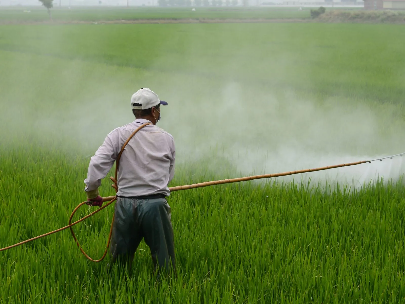 Spraying should be done in the cool afternoon.