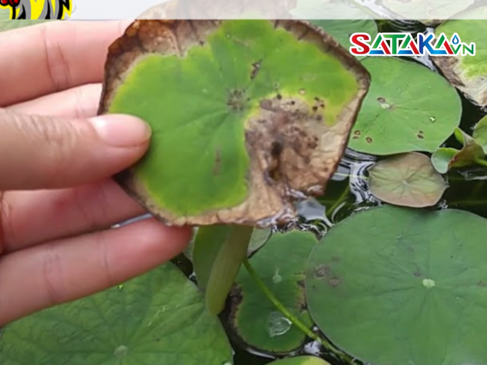 ជំងឺអង់ត្រាក់ណូសលើឈូក