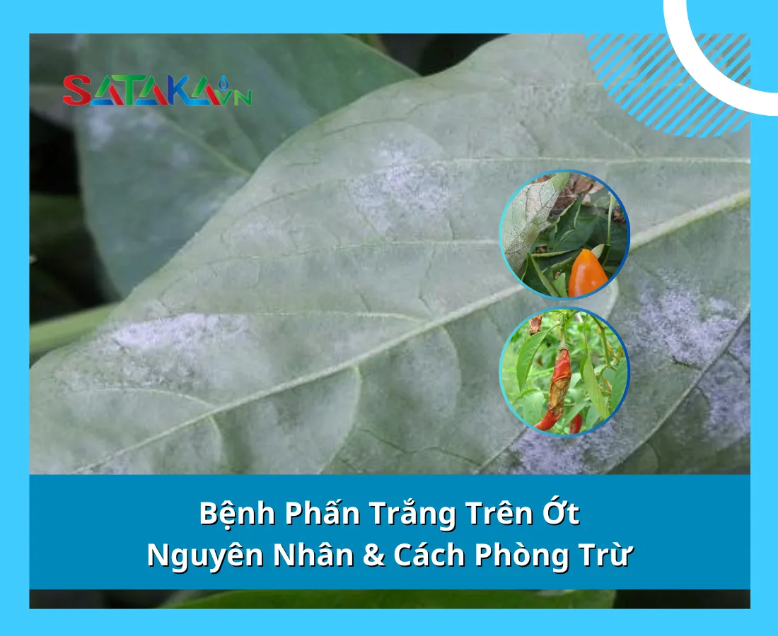 Bệnh Phấn Trắng Trên Ớt: Nguyên Nhân & Cách Phòng Trừ