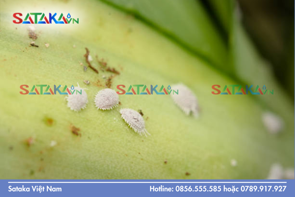 Cơ chế kháng thuốc rệp sáp thông qua sự thích nghi sinh học