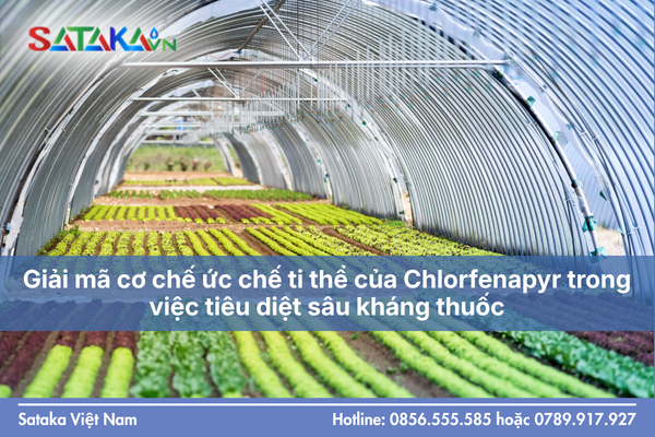 Giải mã cơ chế ức chế ti thể của Chlorfenapyr trong việc tiêu diệt sâu kháng thuốc