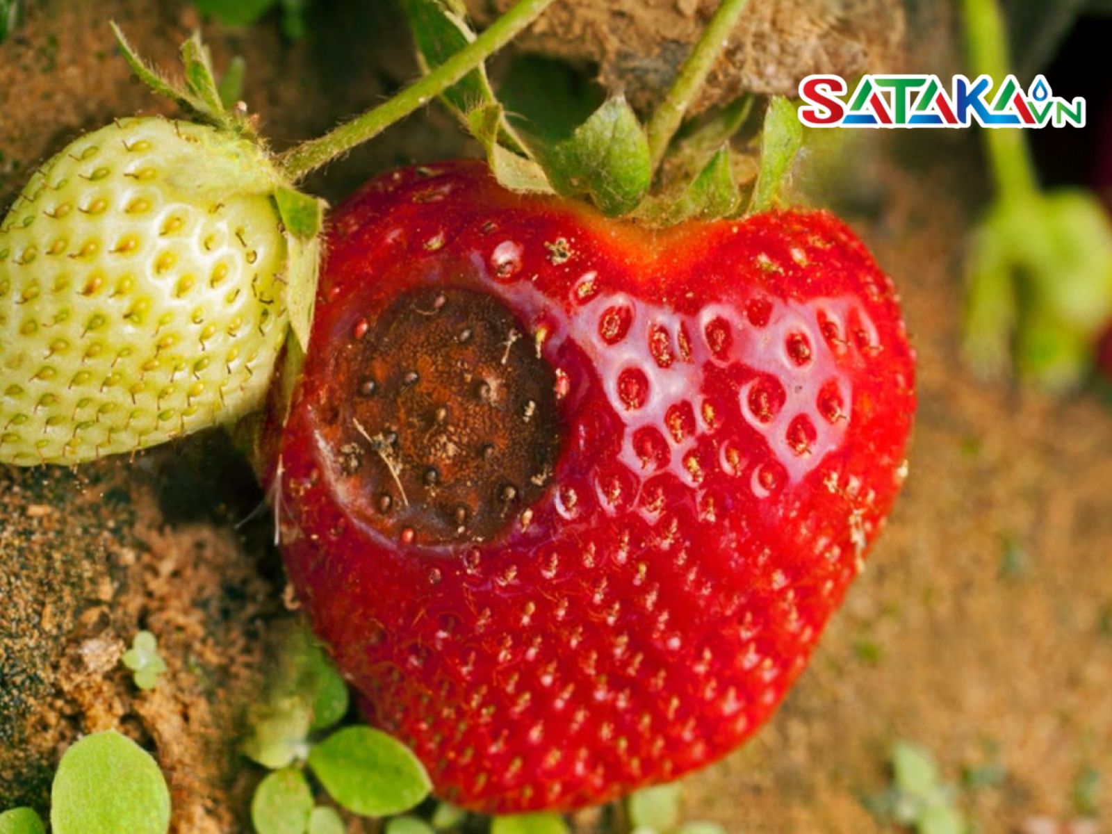 Strawberry Anthracnose Disease