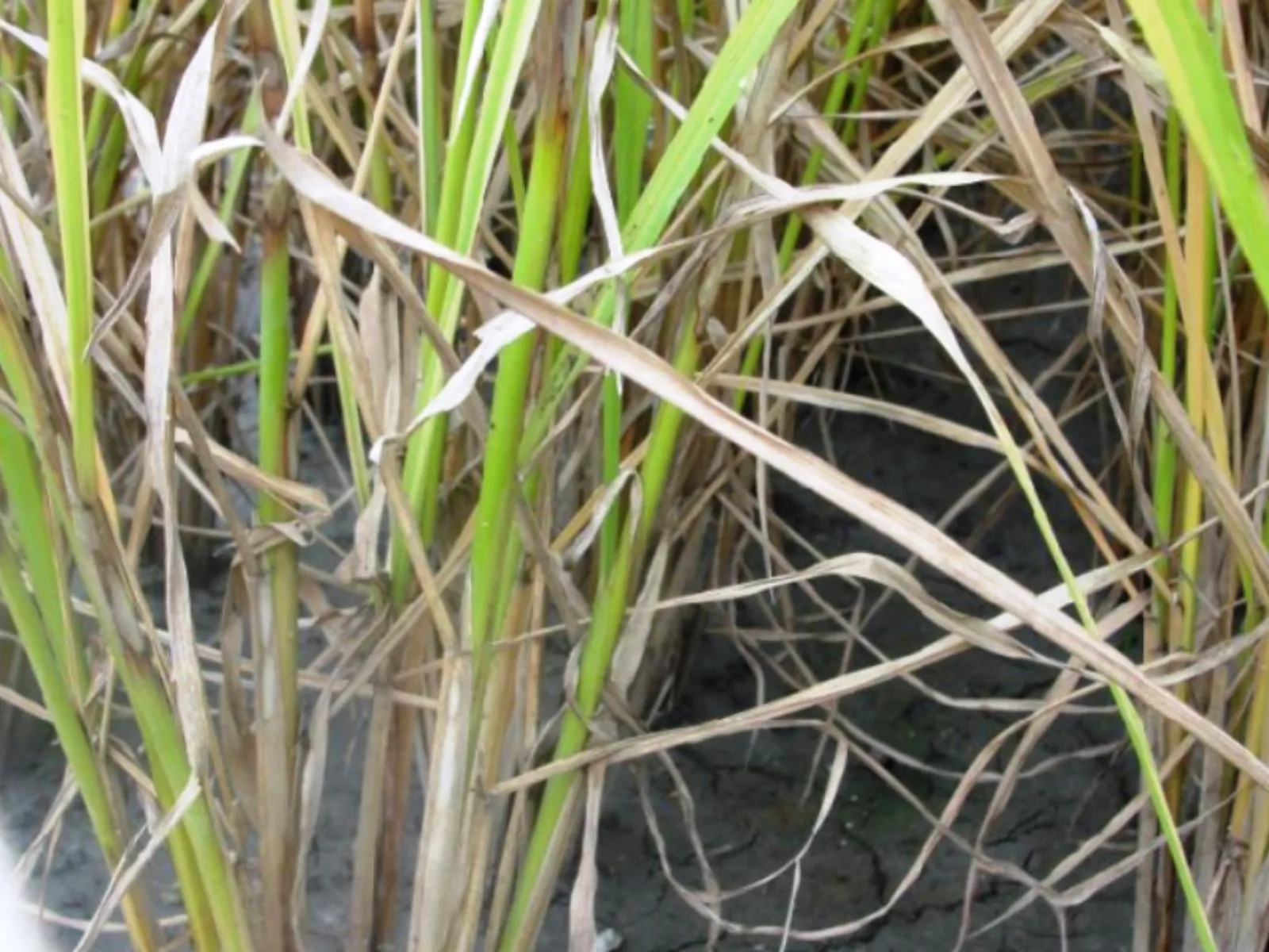Propiconazole ຊ່ວຍປິ່ນປົວຈຸດສີນ້ໍາຕານໃນເຂົ້າ