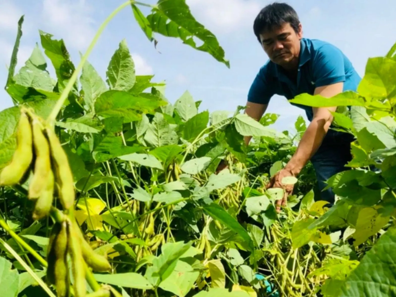 Người trồng đậu tương