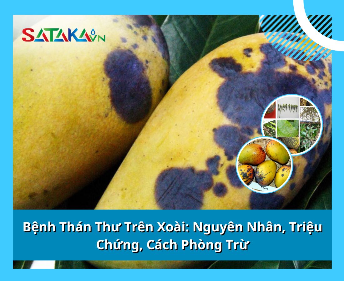 Bệnh Thán Thư Trên Xoài: Nguyên Nhân, Triệu Chứng, Cách Phòng Trừ