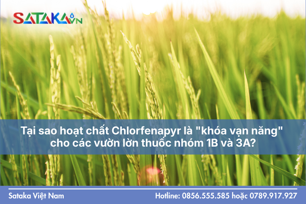 Tại sao hoạt chất Chlorfenapyr là "khóa vạn năng" cho các vườn lờn thuốc nhóm 1B và 3A?