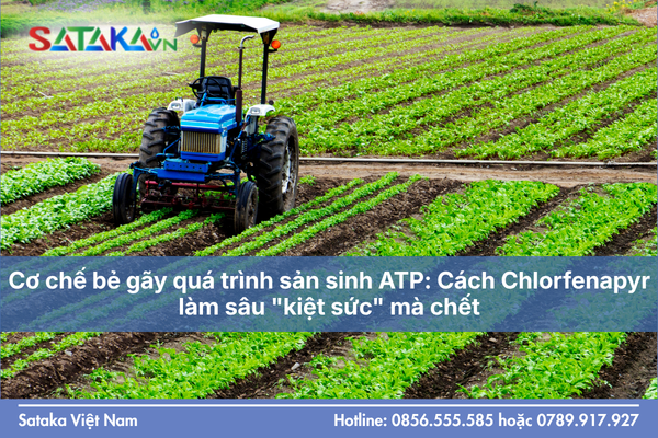 Cơ chế bẻ gãy quá trình sản sinh ATP: Cách Chlorfenapyr làm sâu "kiệt sức" mà chết.