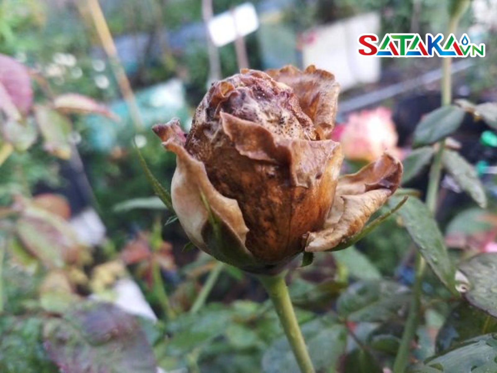 Rose Anthracnose