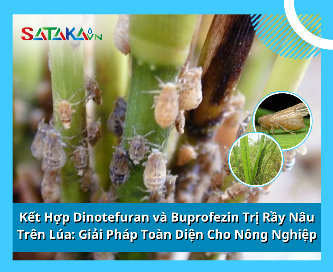 Kết Hợp Dinotefuran và Buprofezin Trị Rầy Nâu Trên Lúa: Giải Pháp Toàn Diện Cho Nông Nghiệp
