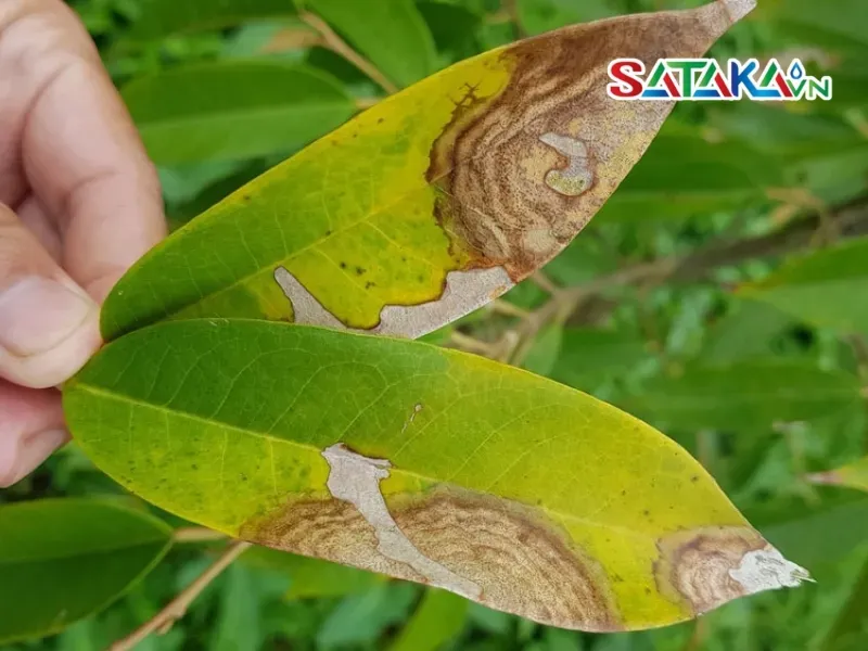 Anthracnose disease in durian trees