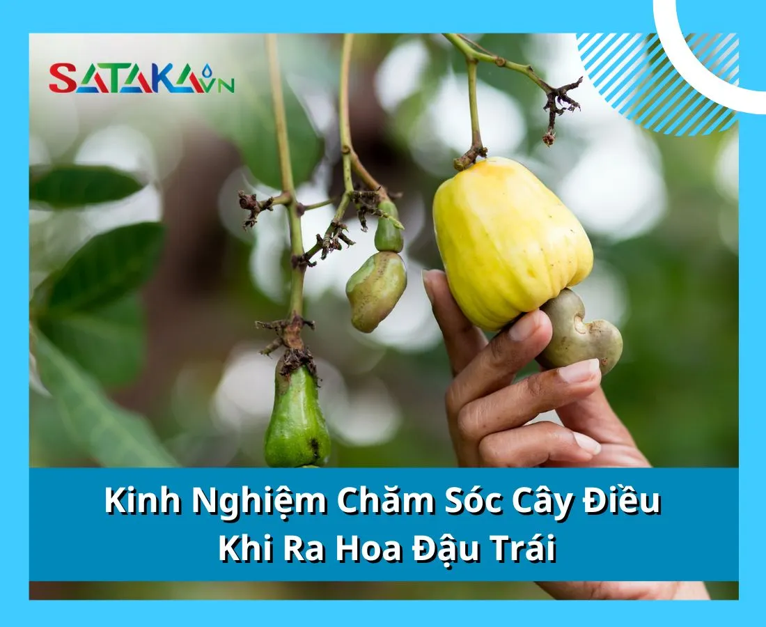 Kinh Nghiệm Chăm Sóc Cây Điều Khi Ra Hoa Đậu Trái