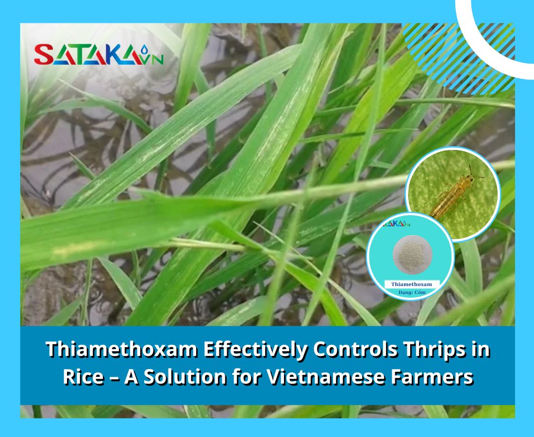 Thiamethoxam Effectively Controls Thrips in Rice – A Solution for Vietnamese Farmers