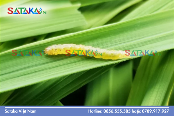 Câu hỏi thường gặp