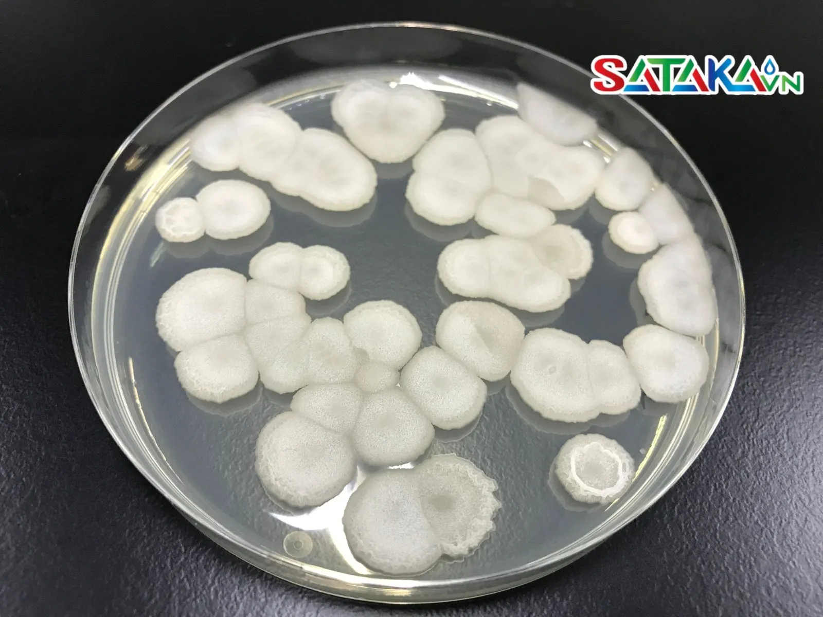 Vi khuẩn Bacillus Spp có lợi cho cây lạc