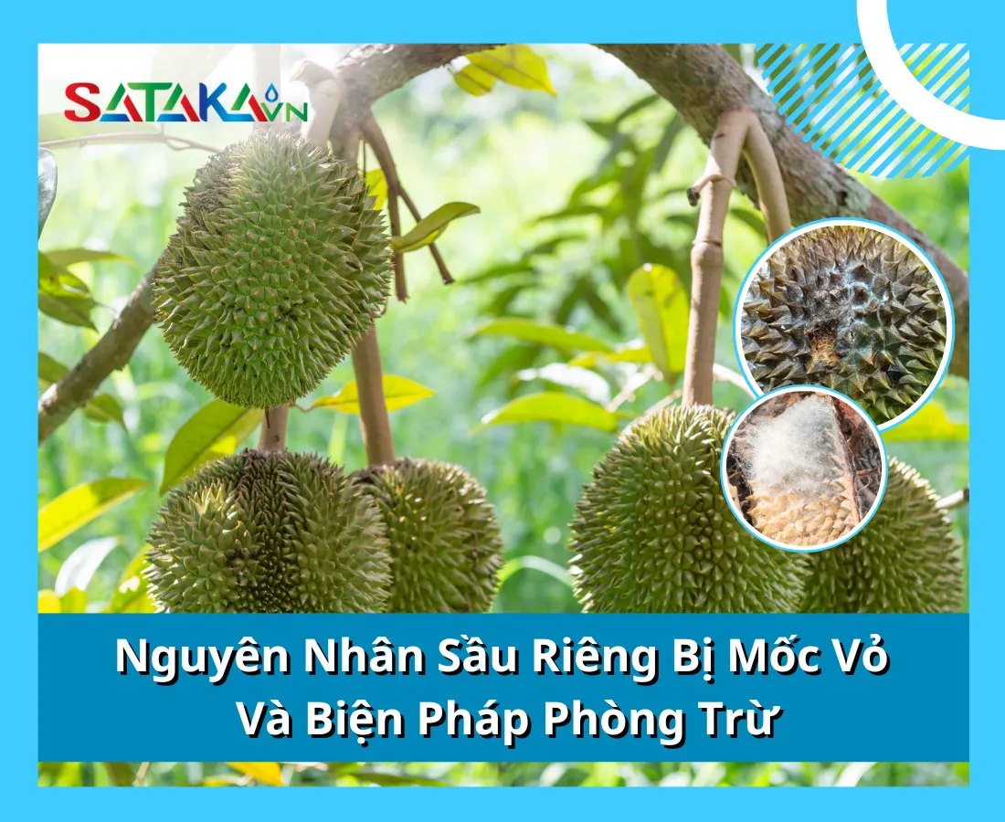 Nguyên Nhân Sầu Riêng Bị Mốc Vỏ Và Biện Pháp Phòng Trừ