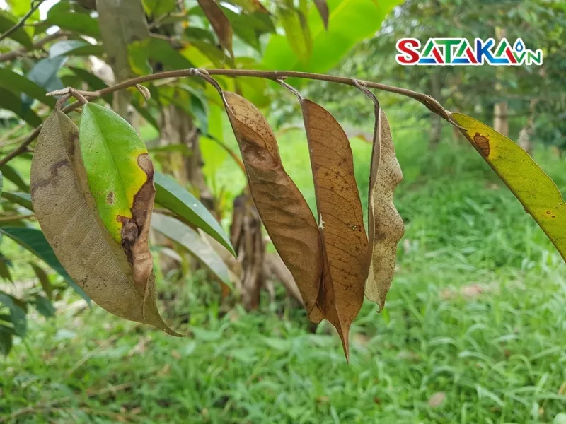 Các nguyên nhân gây ra bệnh cháy lá sầu riêng phổ biến