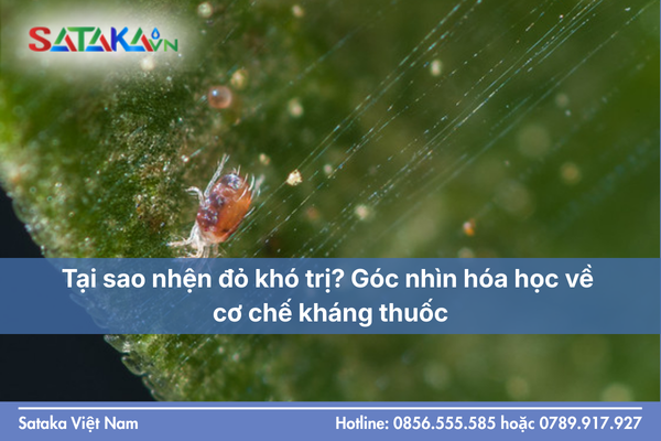 Tại sao nhện đỏ khó trị? Góc nhìn hóa học về cơ chế kháng thuốc