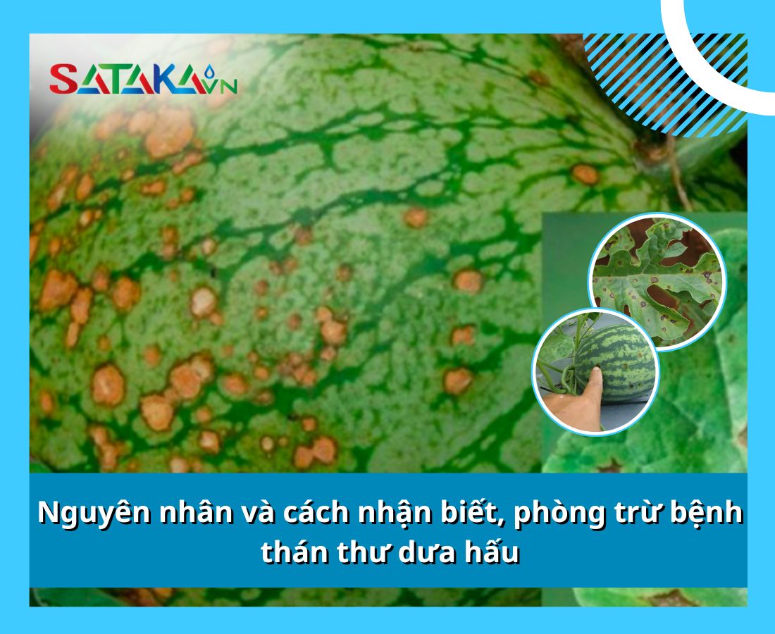 Nguyên nhân và cách nhận biết, phòng trừ bệnh thán thư dưa hấu