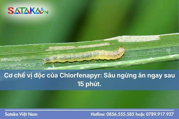 Cơ chế vị độc của Chlorfenapyr: Sâu ngừng ăn ngay sau 15 phút.