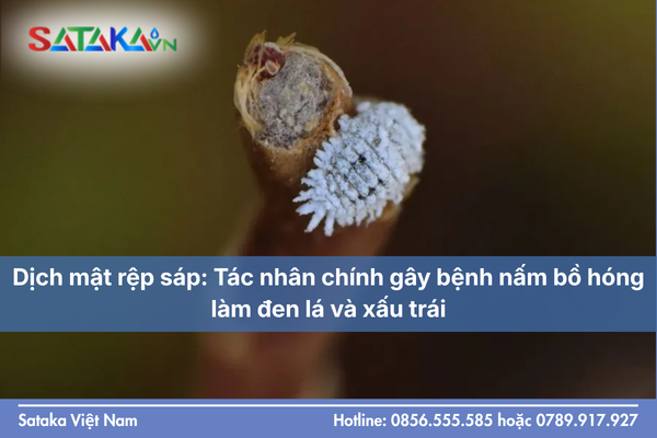 Dịch mật rệp sáp: Tác nhân chính gây bệnh nấm bồ hóng làm đen lá và xấu trái