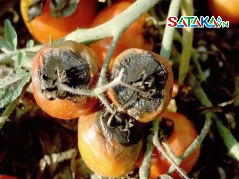 Close-up Photo of Knot Rot Disease on Tomato Plants