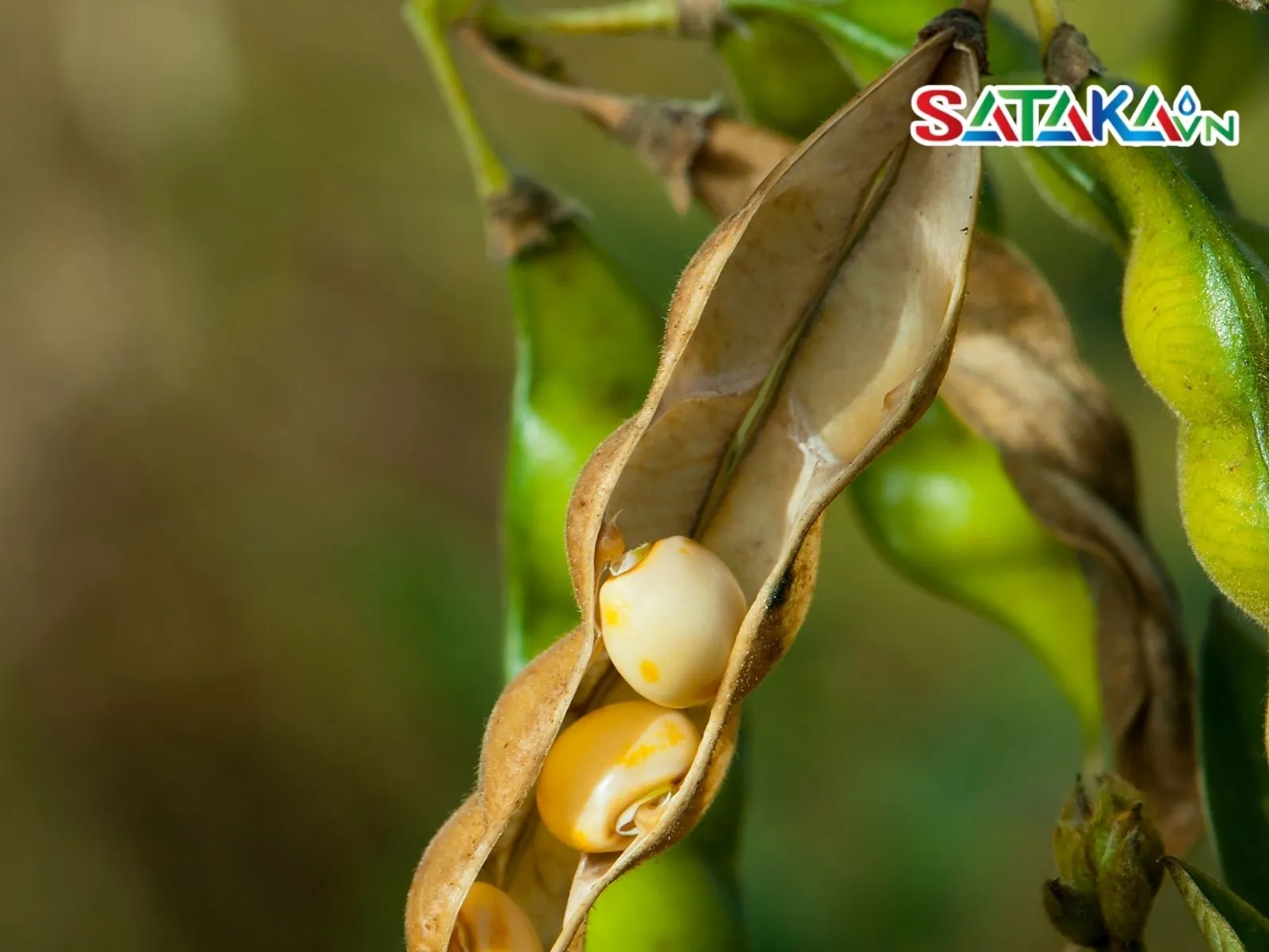 虫螨腈帮助大豆种子光滑皮肤并减少害虫