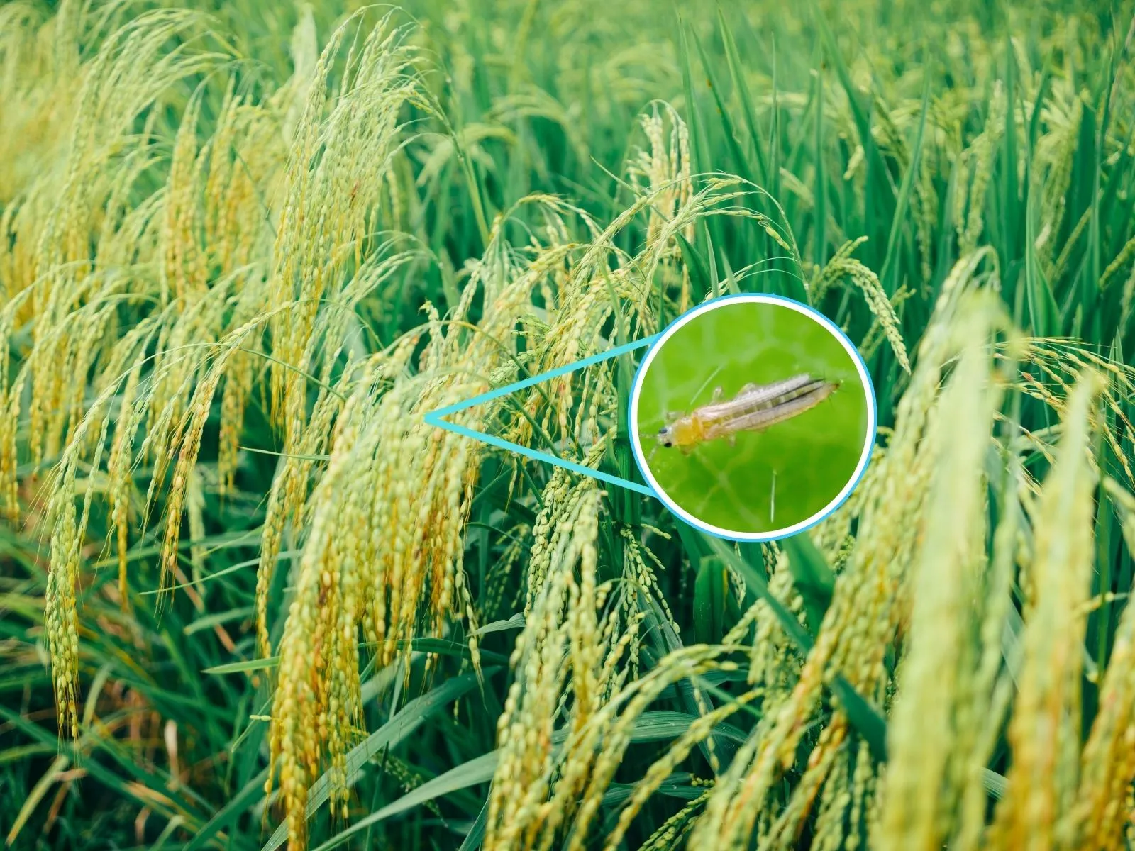 Thrips ສຸດເຂົ້າ