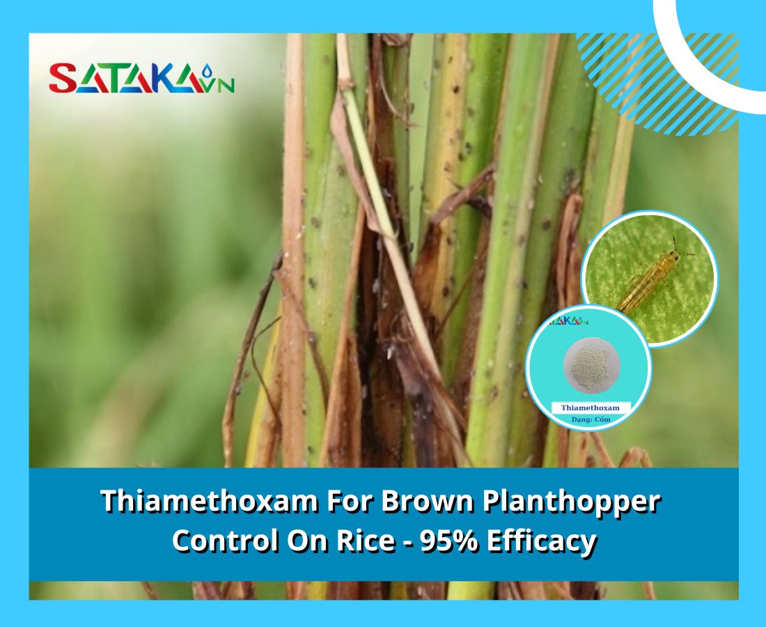 Thiamethoxam For Brown Planthopper Control On Rice - 95% Efficacy