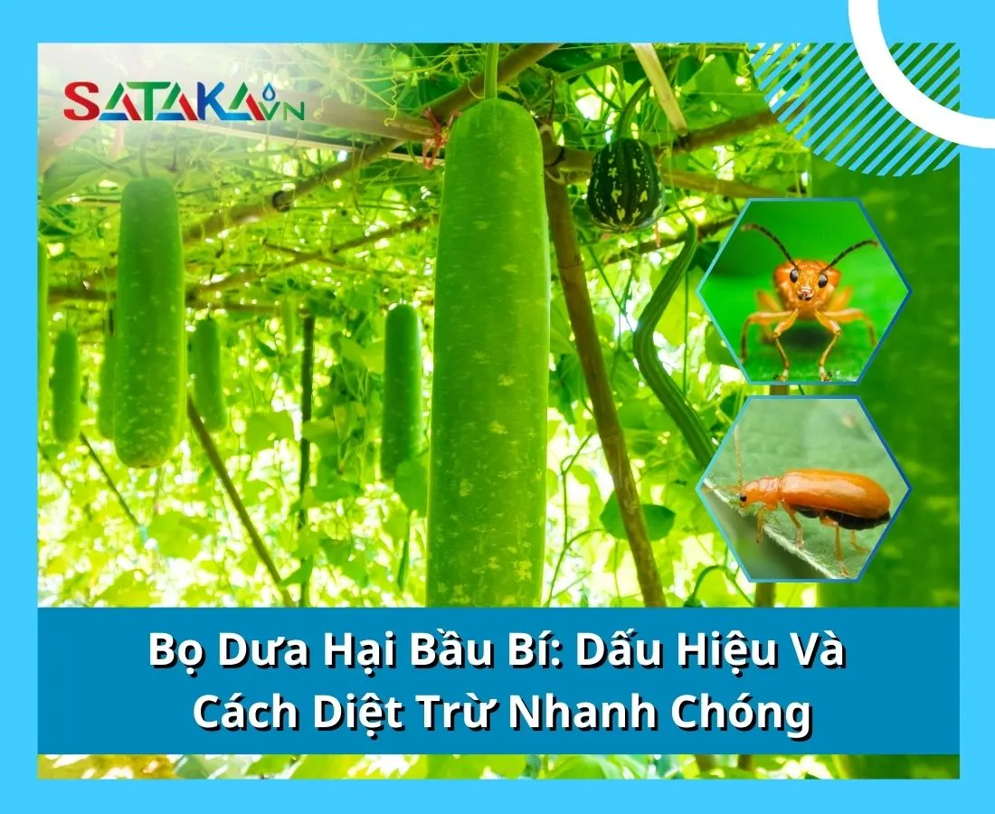 Bọ Dưa Hại Bầu Bí: Dấu Hiệu Và Cách Diệt Trừ Nhanh Chóng