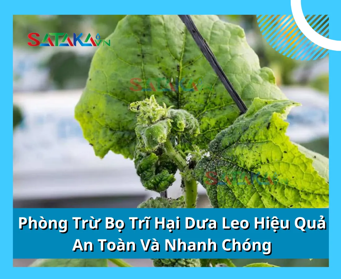 Phòng Trừ Bọ Trĩ Hại Dưa Leo Hiệu Quả, An Toàn Và Nhanh Chóng