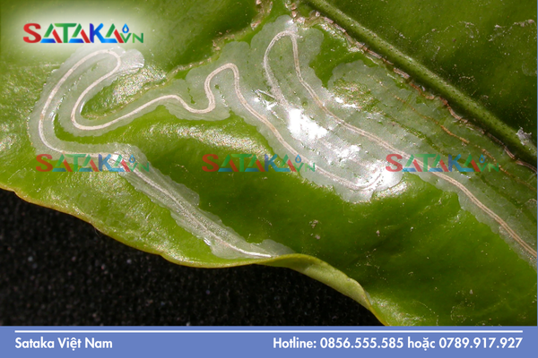 Vai trò của các chất phụ trợ trong việc tăng cường thẩm thấu