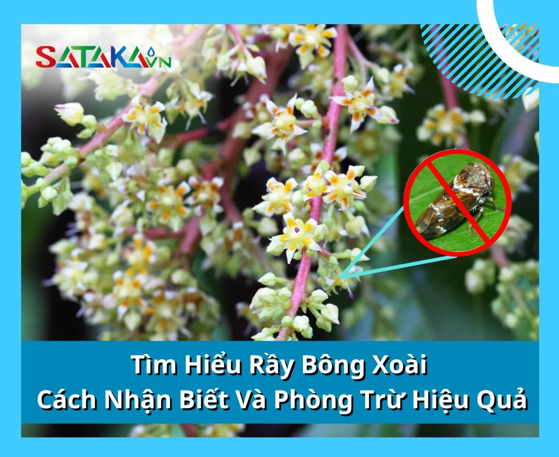 Tìm Hiểu Rầy Bông Xoài – Cách Nhận Biết Và Phòng Trừ Hiệu Quả