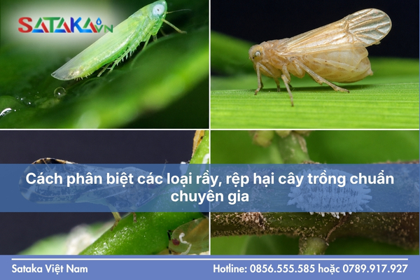 Cách phân biệt các loại rầy, rệp hại cây trồng chuẩn chuyên gia