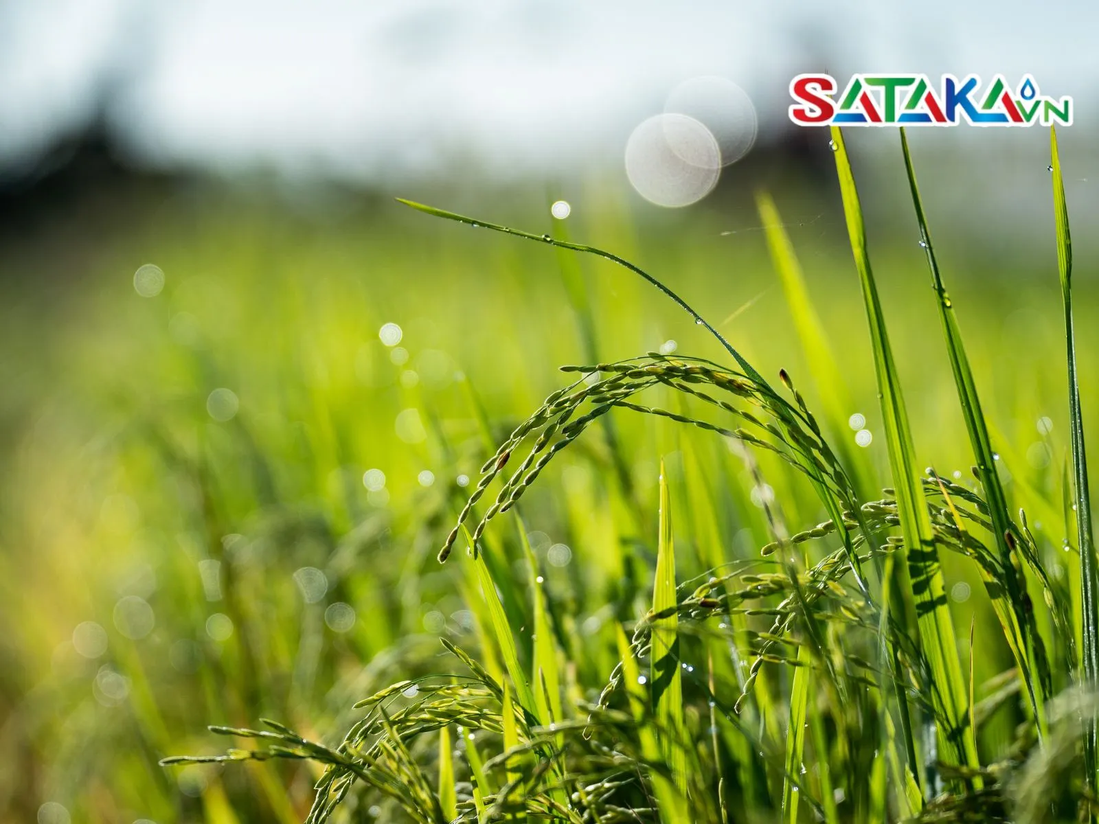 Effective in wet season